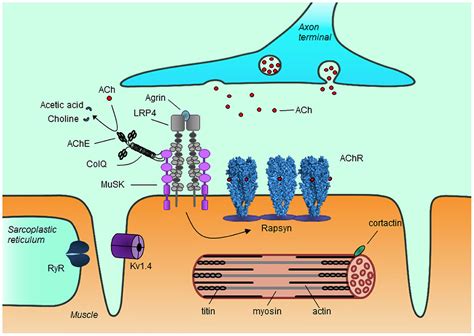 acetylcholine receptor autoantibody